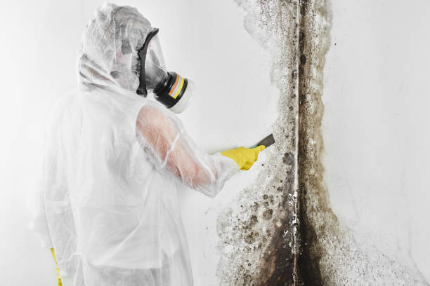Best Mold Testing and Inspection Services in Morrow, GA