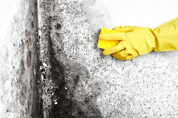 Best Residential Mold Remediation in Morrow, GA