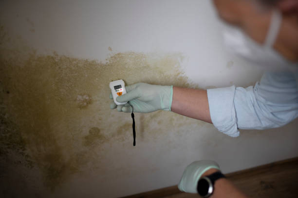 Best White Mold Remediation in Morrow, GA